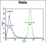 IMP3 Antibody (C-term)