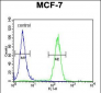 THOC7 Antibody (C-term)