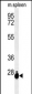 THOC7 Antibody (C-term)