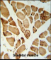 5NT1A Antibody (N-term)