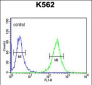 B3GAT1 Antibody (N-term)