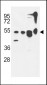 ATG13 Antibody (N-term)