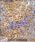 PR38A Antibody  (C-term)