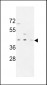 PR38A Antibody  (C-term)