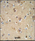 NEDD4 Antibody (C-term)