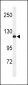 NEDD4 Antibody (C-term)