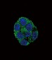 AP9938c-PLA2G6-Antibody-Center