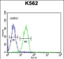 CLM1 Antibody (N-term)