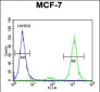 CNPY2 Antibody (C-term)