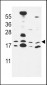 CNPY2 Antibody (C-term)