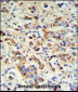 DCT Antibody (N-term)