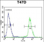 NUP210 Antibody (N-term)