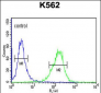 DLL4 Antibody (C-term)