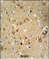 DLL4 Antibody (C-term)