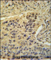 TAF2 Antibody (C-Term)