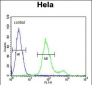 SUMF1 Antibody (C-Term)