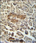 SUMF1 Antibody (C-Term)