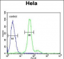 ELOVL5 Antibody (C-term)