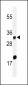 ELOVL5 Antibody (C-term)