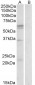 Goat Anti-LAT1 / SLC7A5 Antibody