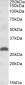 Goat Anti-PLGF Antibody