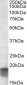 Goat Anti-SDHAF1 Antibody