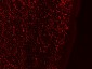 Goat Anti-GAL Antibody