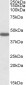 Goat Anti-PROKR2 Antibody