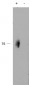 Goat Anti-phospho-CD244 / 2B4 Antibody