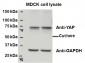 Goat Anti-YAP1 Antibody