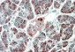 Goat Anti-PEBP4 Antibody