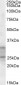 Goat Anti-PEBP4 Antibody