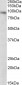 Goat Anti-DTX3 Antibody