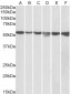 Goat Anti-GPI / Neuroleukin (aa81-93) Antibody