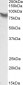 Goat Anti-LPP Antibody
