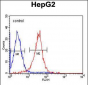 ALDH2 Antibody