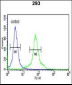 DLG7 Antibody (Center)