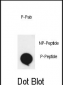 Phospho-EphA2(S897) Antibody