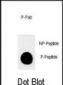 Phospho-MUC1(T1224) Antibody
