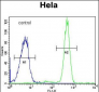 RPC8 Antibody (N-term)