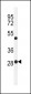 RPC8 Antibody (N-term)