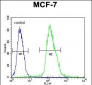 MFAP4 Antibody (C-term)