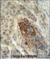 MFAP4 Antibody (C-term)