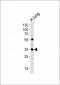 MFAP4 Antibody (C-term)