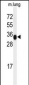 MFAP4 Antibody (C-term)