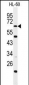 WDTC1 Antibody (C-term)