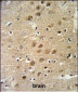 KCNG3 Antibody  (N-term)