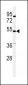 KCNG3 Antibody  (N-term)