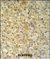 NAT8 Antibody (Center)