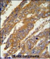 PAN3 Antibody  (C-term)
